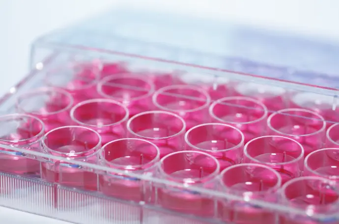 Equine IL-6 ELISA Kit